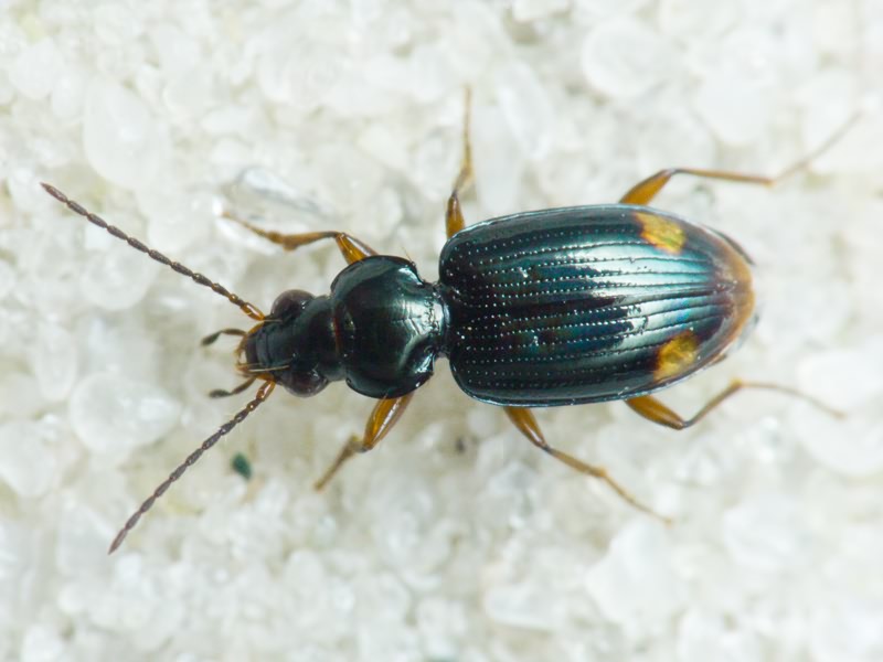 Bembidion Latreille, 1802